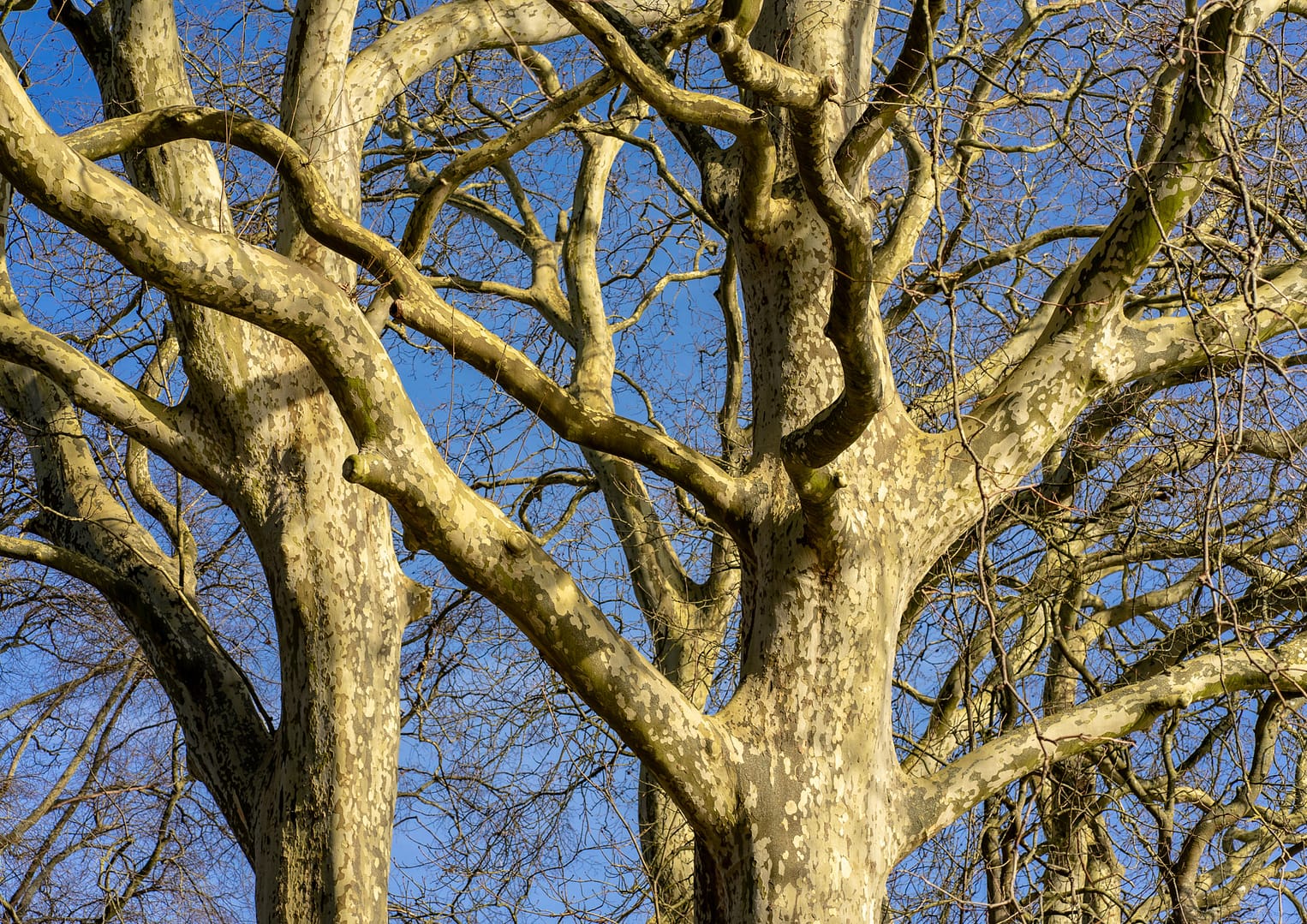 Lire la suite à propos de l’article Marcilly en Vilette 2022 – L’arbre dans tous ses états