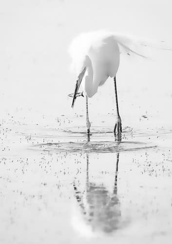 AIGRETTE