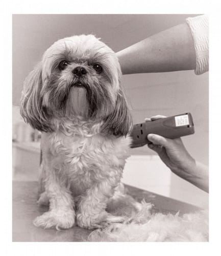 Au Toilettage